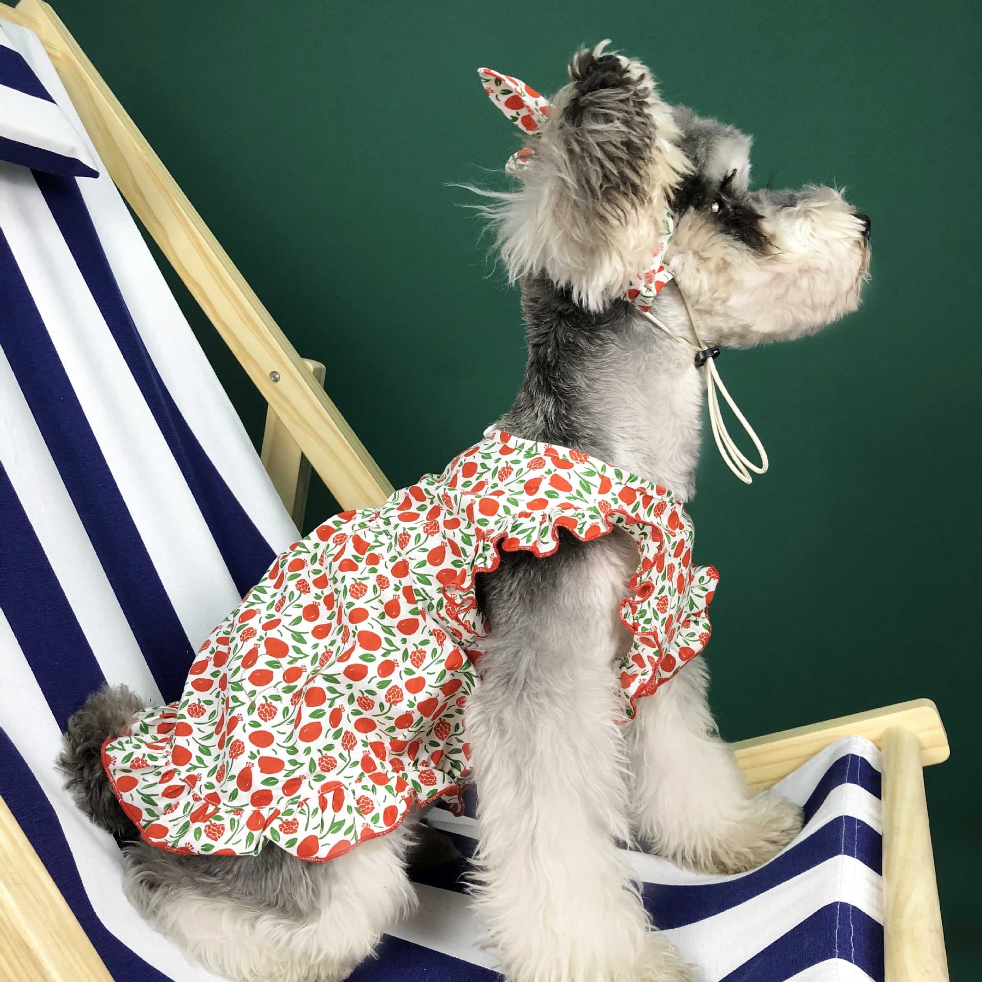 Thin Dog Dress