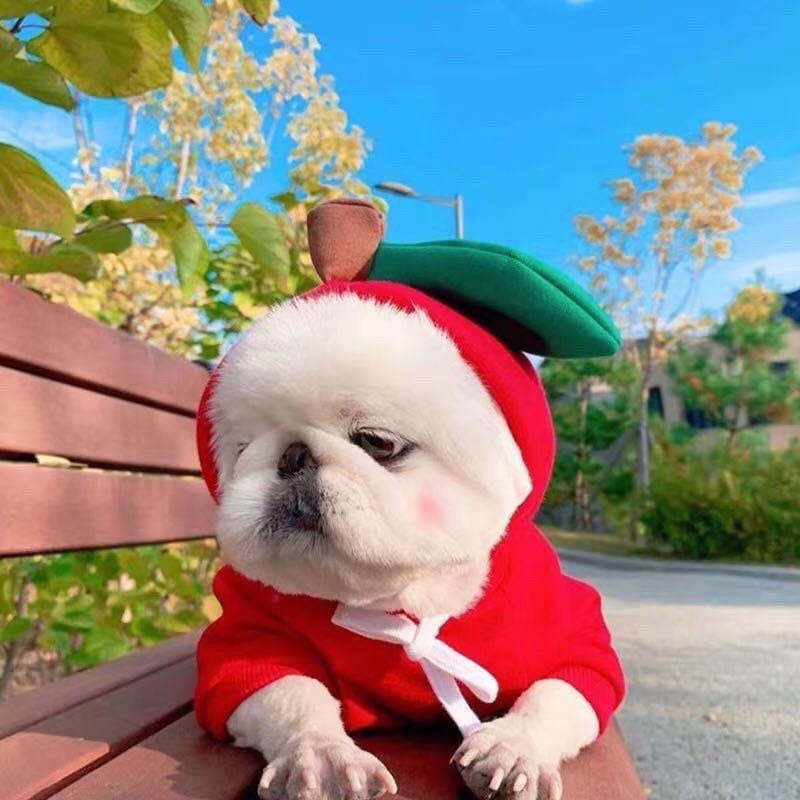 Hoodies Warm Fleece Dog Coat