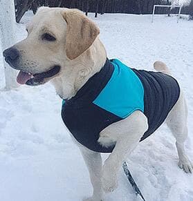 Ski Wear Outdoor Dog Coat