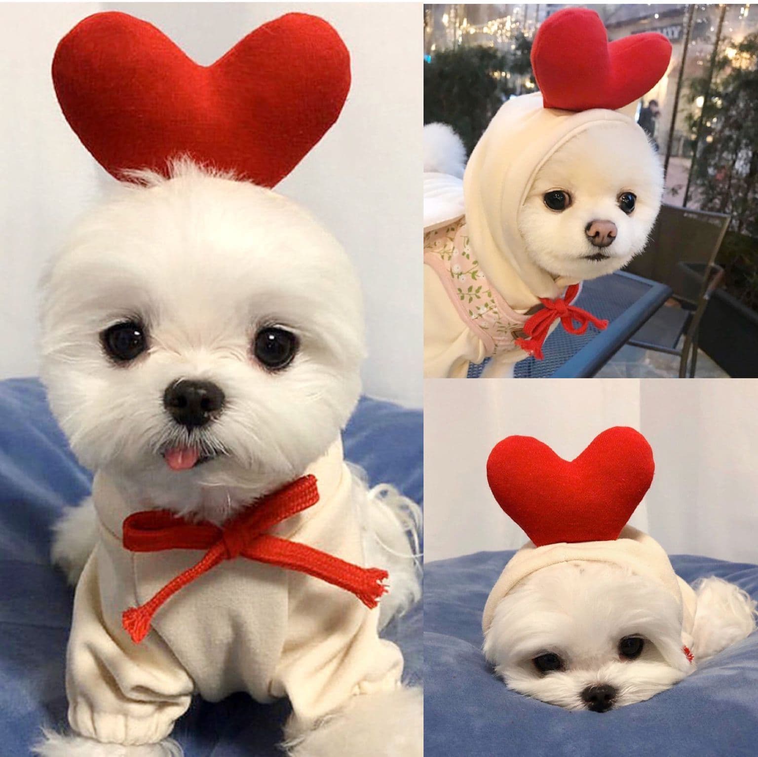 Fruit Two-Legged Dog Hoodie