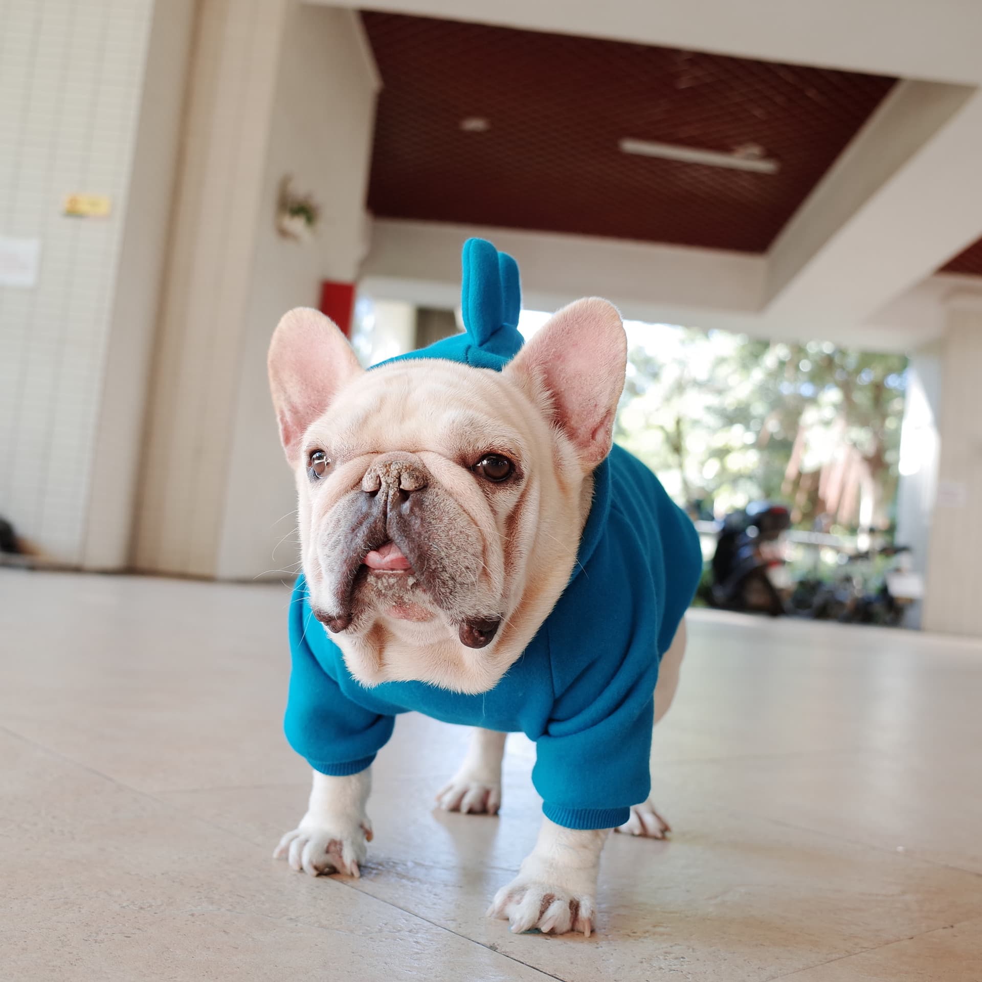 Fleece Solid Color Dog Hoodie