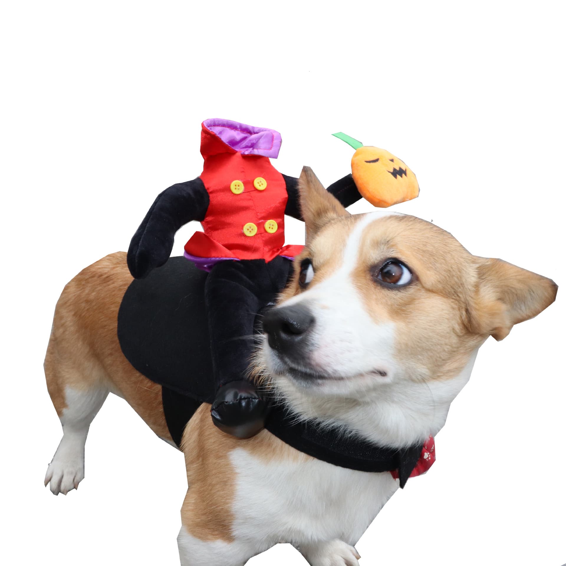 Halloween Dog Costume