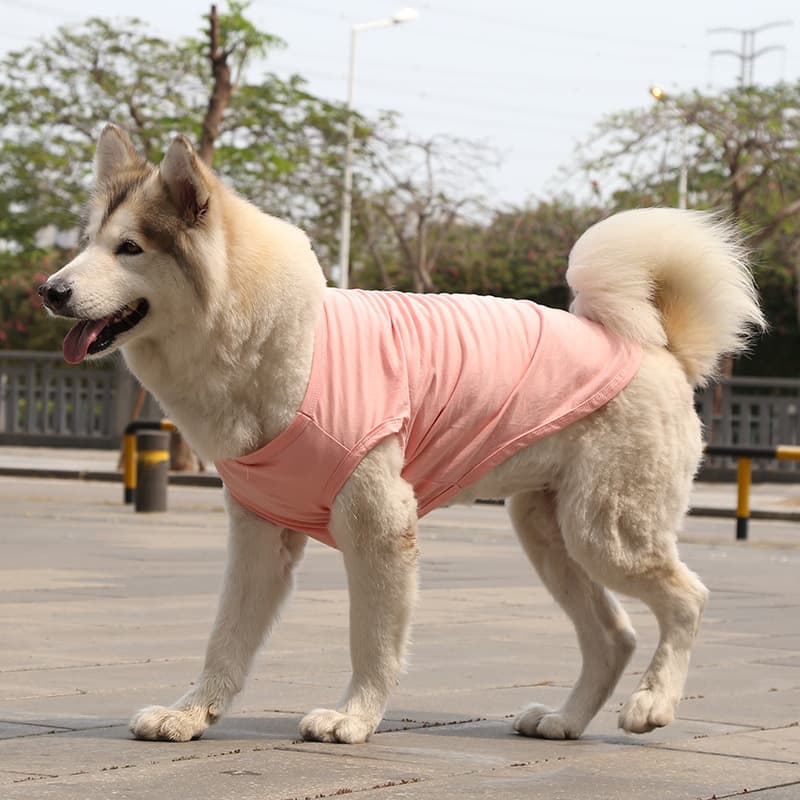 Plain Cotton Dog T-Shirt