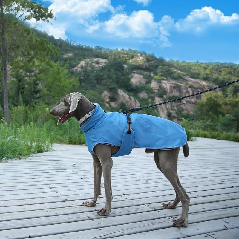 Shell Dog Jacket