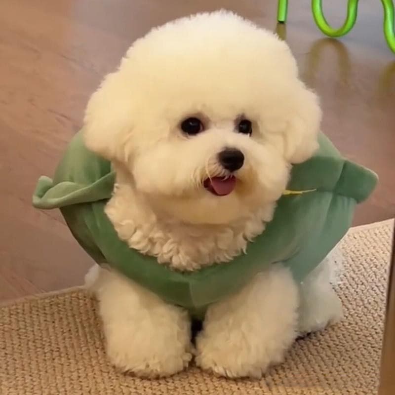 Funny Turtle Shell Dog Costume