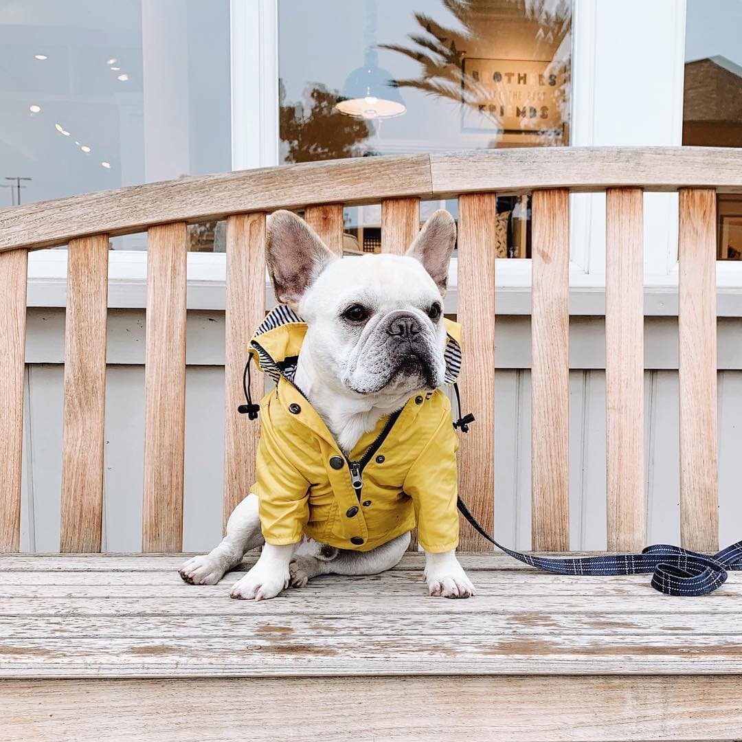 Yellow Striped Hooded Dog Raincoat