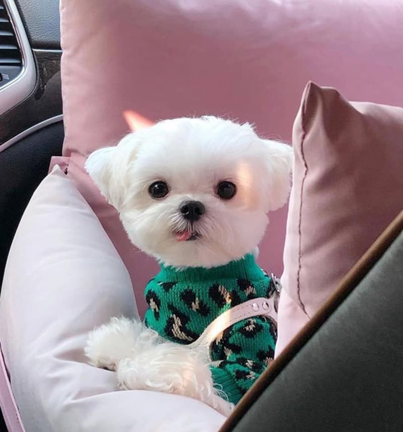 Ted Leopard-Print Dog Sweater