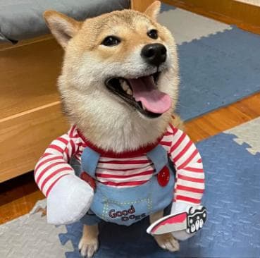 Halloween Dog Costume